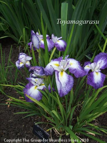 DSCF7410 - Toyamagarasu